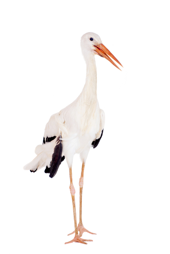 a stork